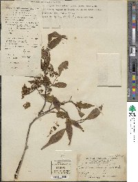 Symplocos lancifolia image