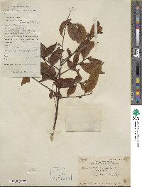 Symplocos lancifolia image