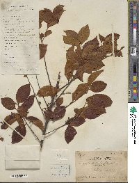 Symplocos lancifolia image