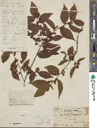 Symplocos lancifolia image