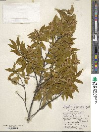 Symplocos lancifolia image