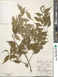 Symplocos lancifolia image