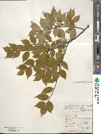 Symplocos lancifolia image