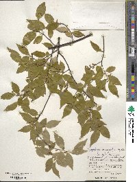 Symplocos lancifolia image