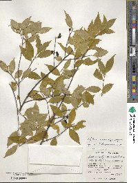 Symplocos lancifolia image