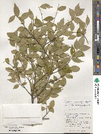 Symplocos lancifolia image