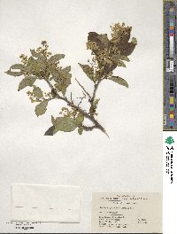 Symplocos paniculata image