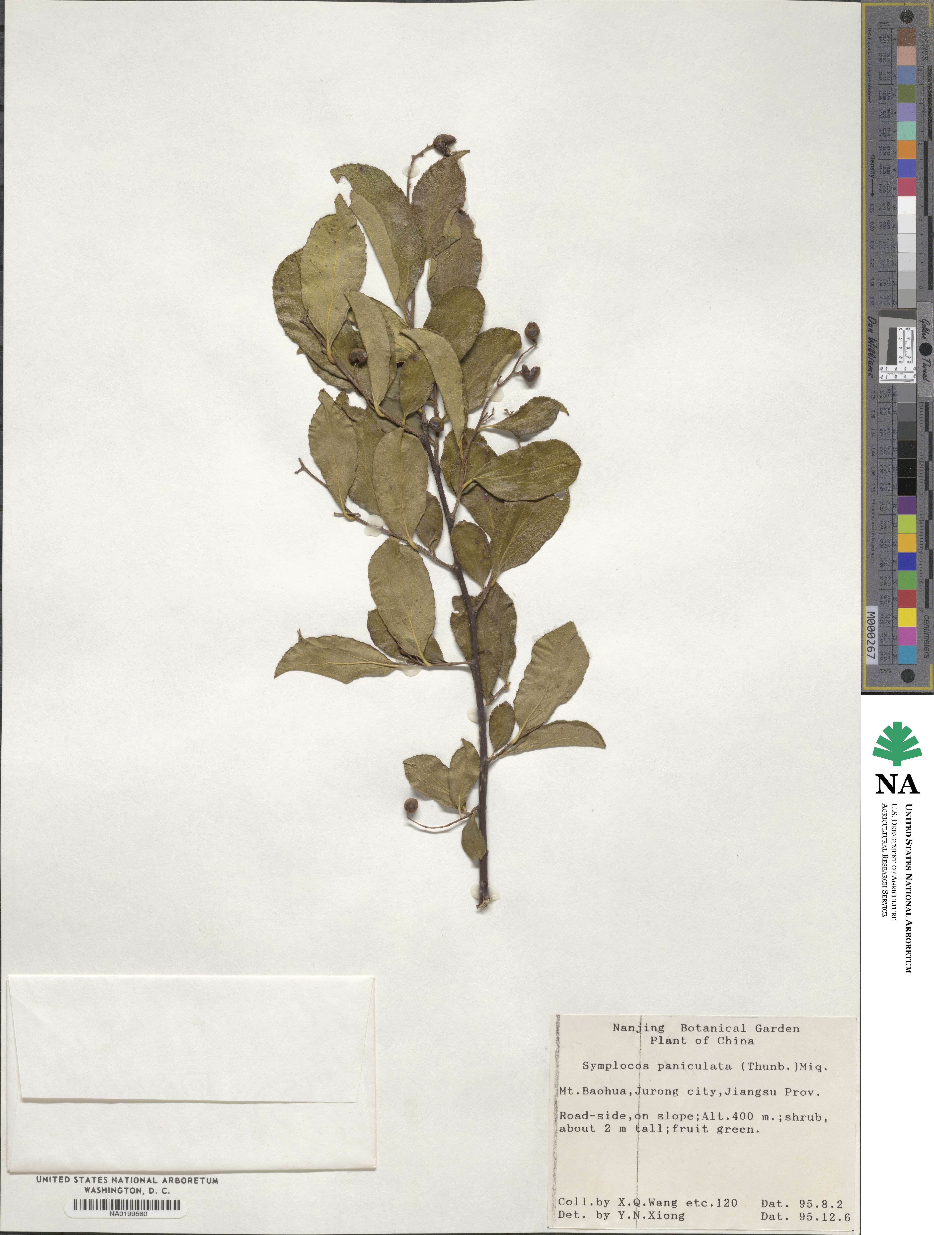 Symplocos paniculata image