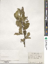 Symplocos paniculata image