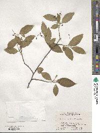 Symplocos paniculata image