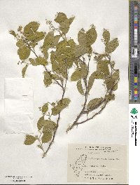 Symplocos paniculata image