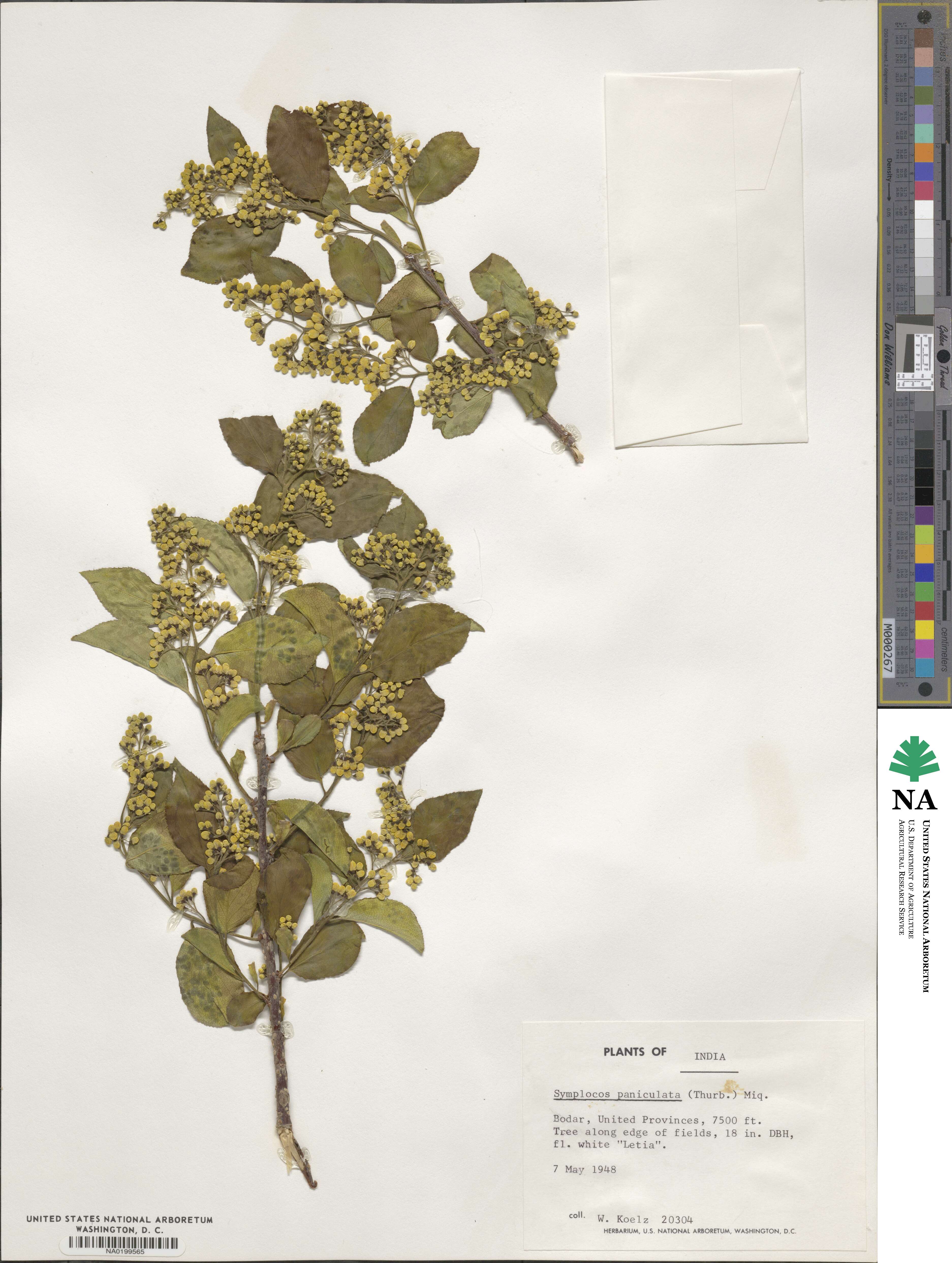 Symplocos paniculata image