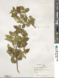 Symplocos paniculata image