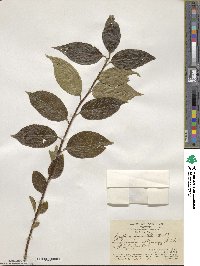 Symplocos paniculata image