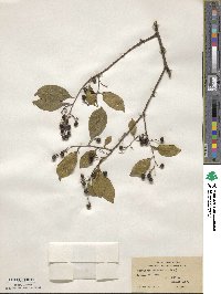 Symplocos paniculata image