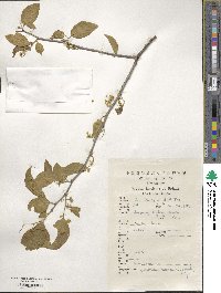 Symplocos paniculata image