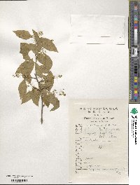 Symplocos paniculata image