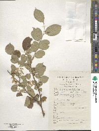 Symplocos paniculata image