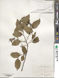 Symplocos paniculata image