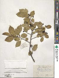 Symplocos paniculata image