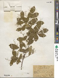 Symplocos paniculata image