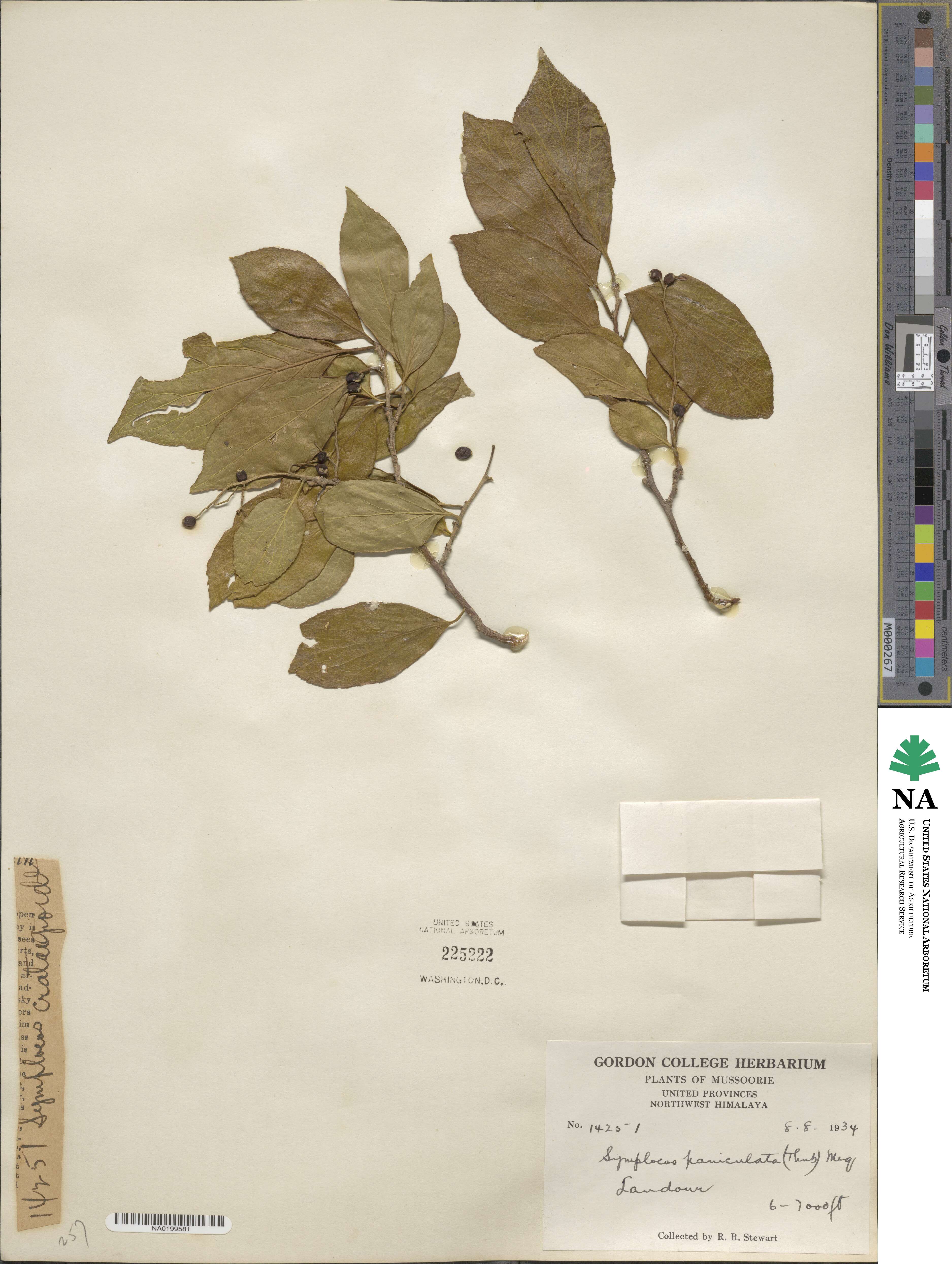 Symplocos paniculata image
