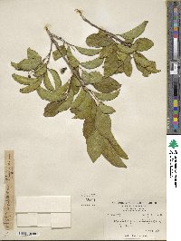 Symplocos paniculata image