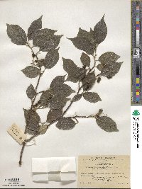 Symplocos paniculata image