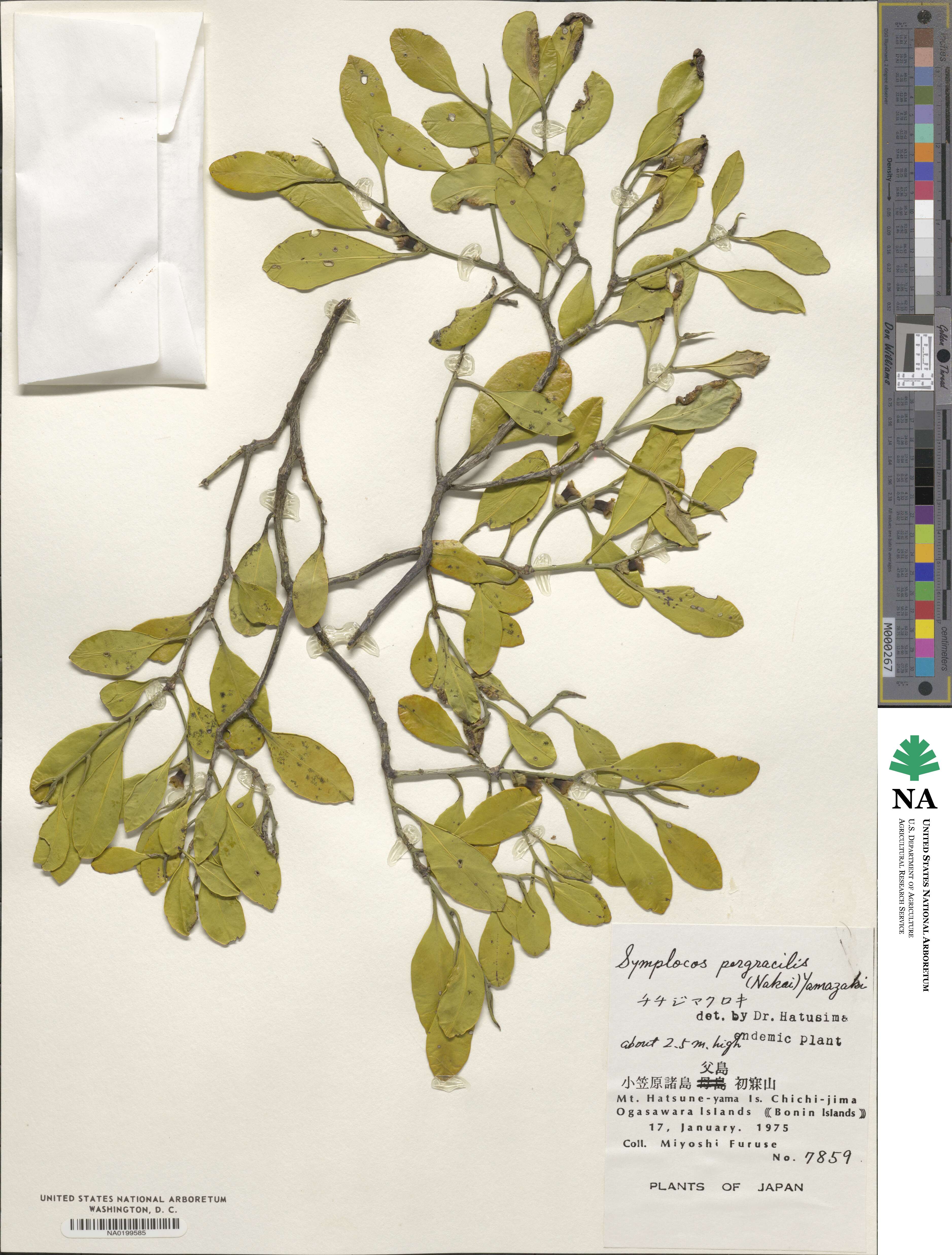 Symplocos theifolia image