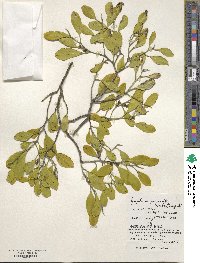 Symplocos theifolia var. pergracilis image