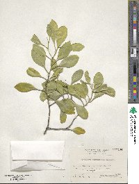 Symplocos theifolia image