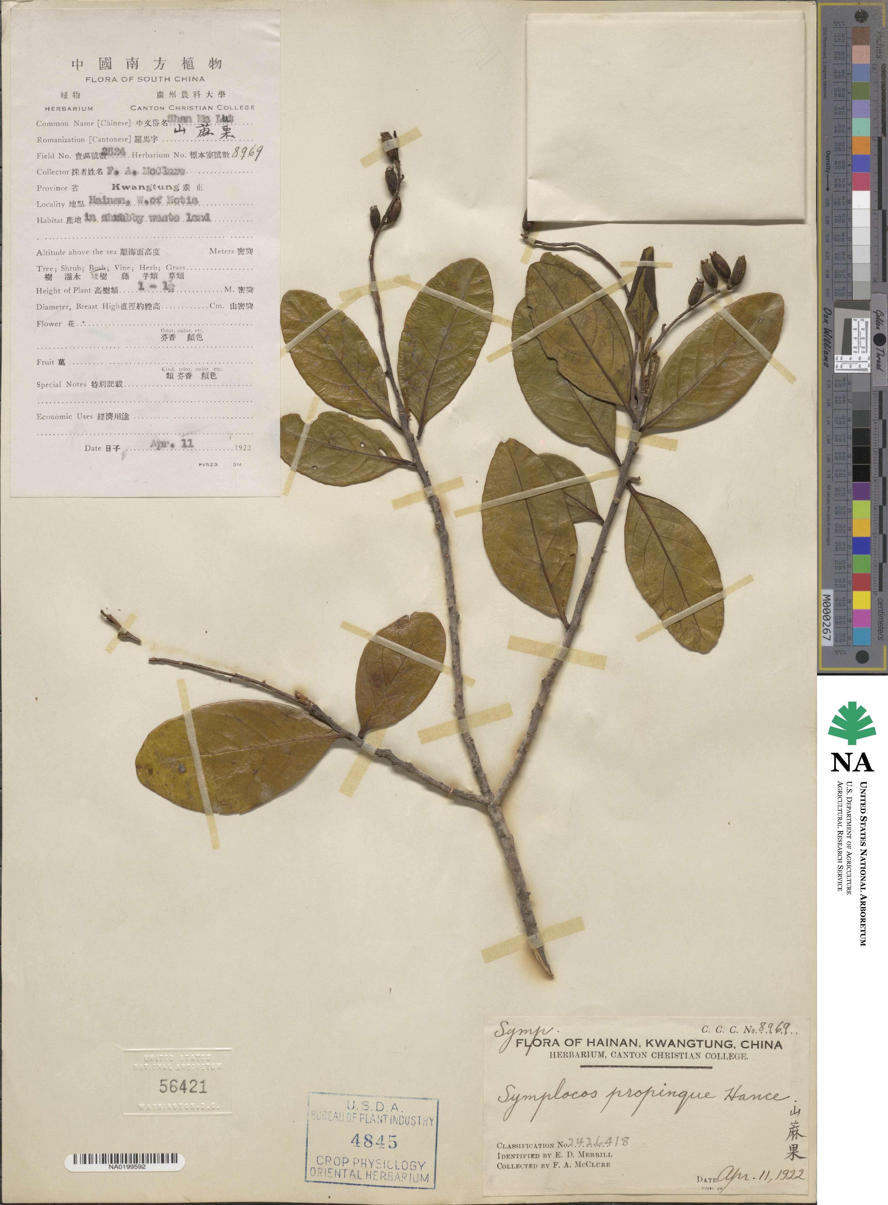 Symplocos racemosa image