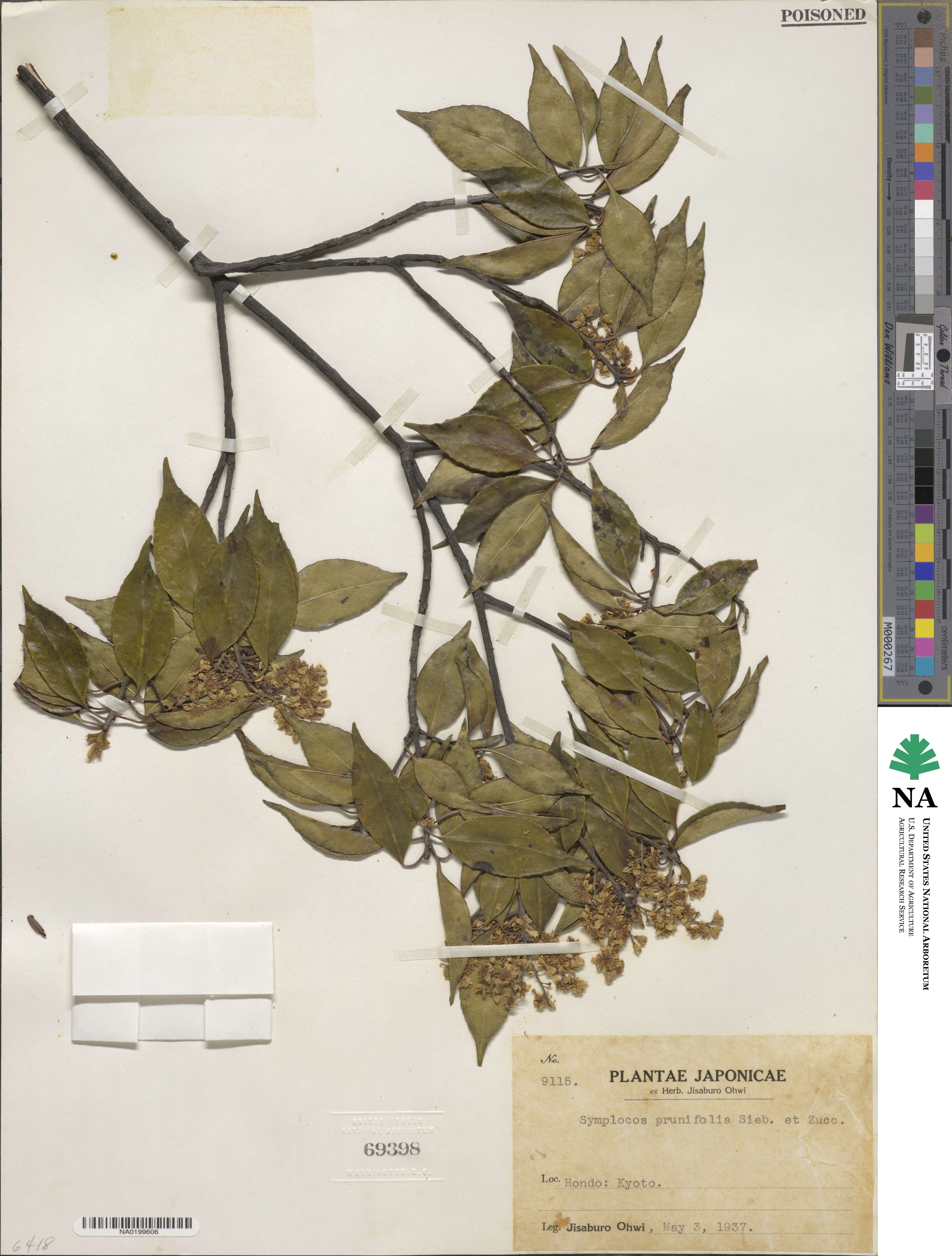 Symplocos sumuntia image