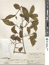 Symplocos ramosissima image