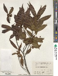 Symplocos ramosissima image