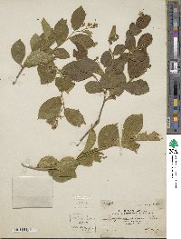 Symplocos paniculata image