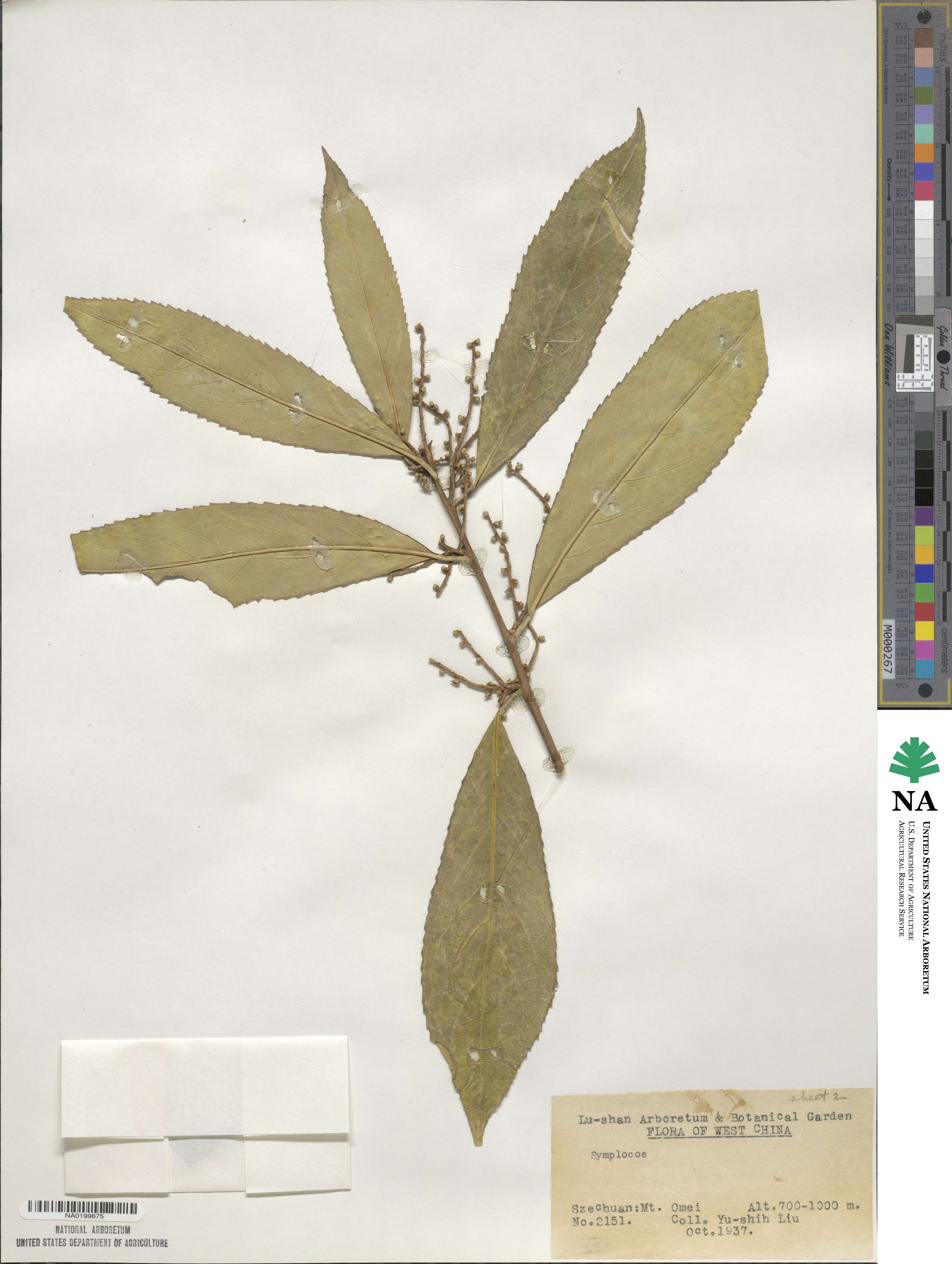 Symplocaceae image