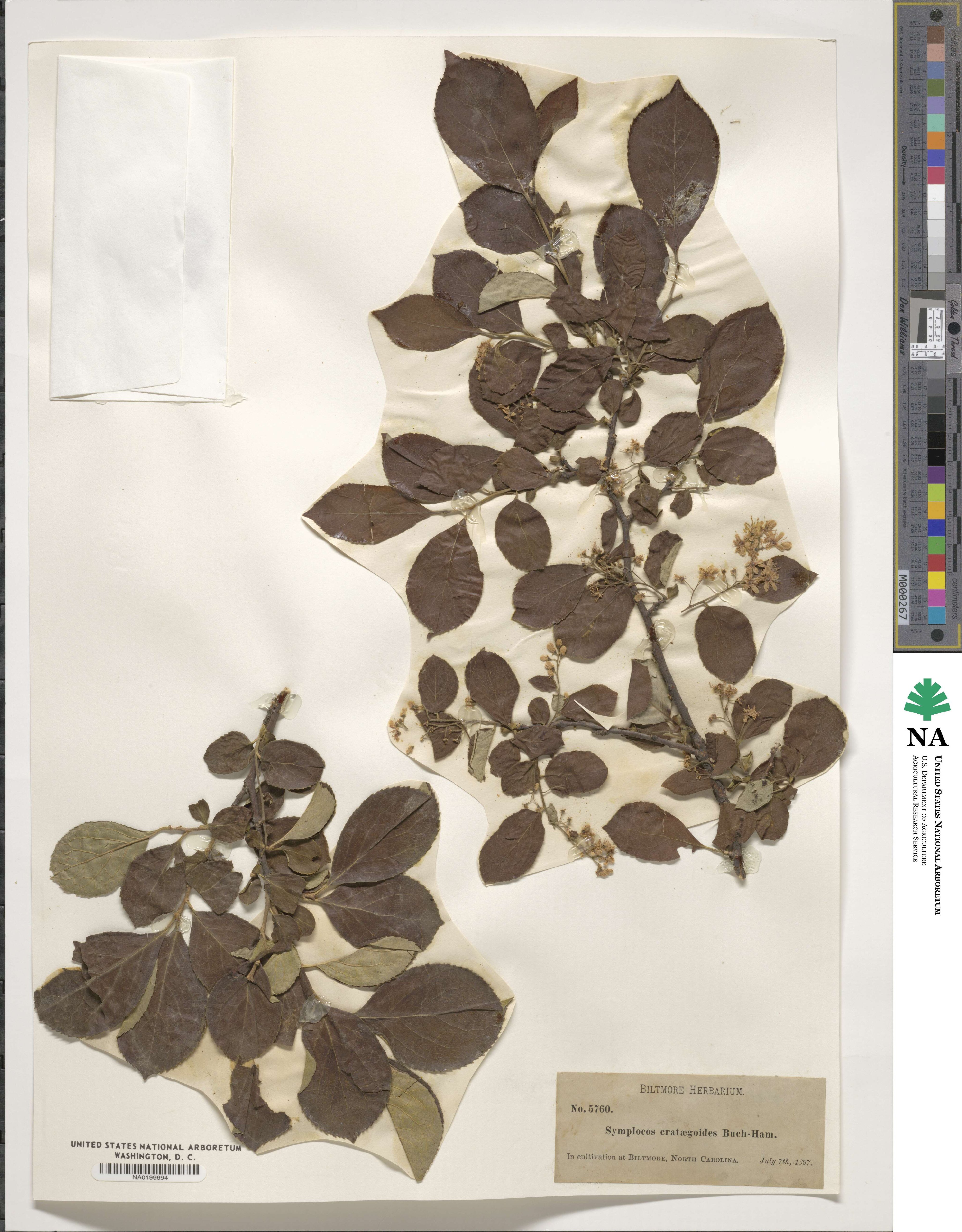 Symplocos paniculata image