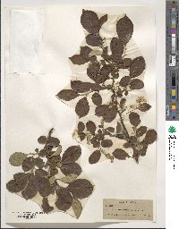 Symplocos paniculata image