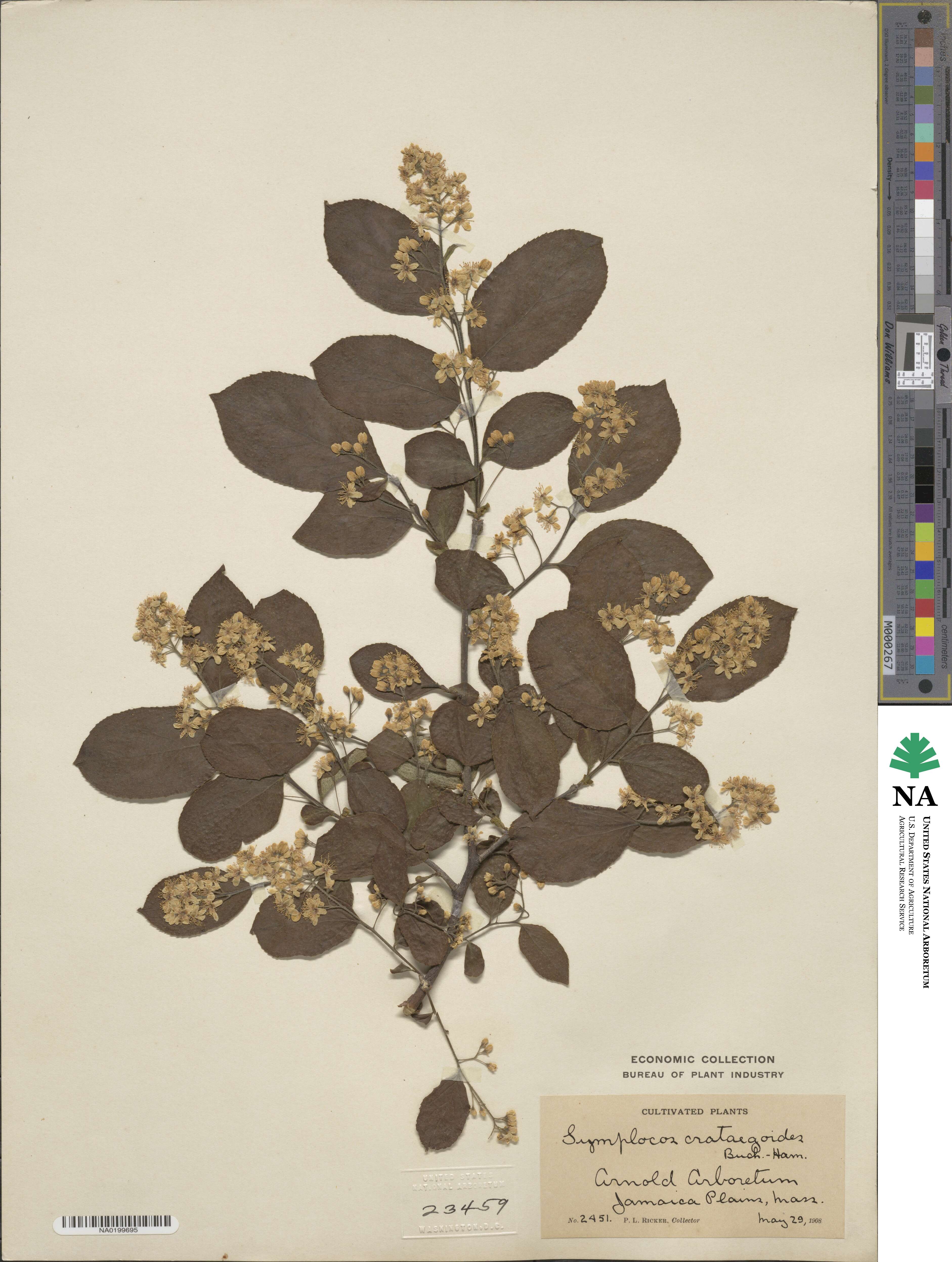 Symplocos paniculata image