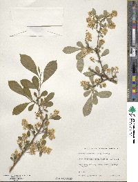 Symplocos paniculata image