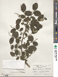 Symplocos paniculata image