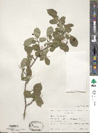 Symplocos paniculata image