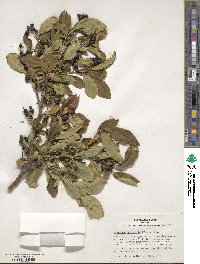 Symplocos paniculata image