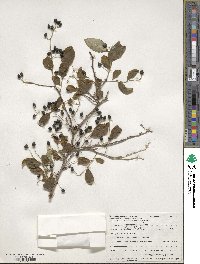 Symplocos paniculata image