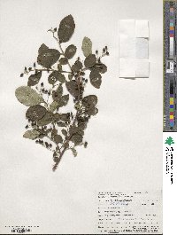 Symplocos paniculata image