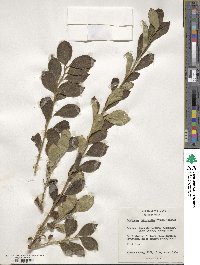 Symplocos paniculata image