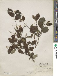 Symplocos paniculata image