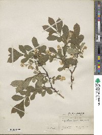 Symplocos paniculata image