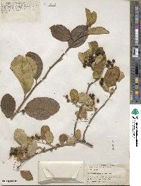 Symplocos paniculata image